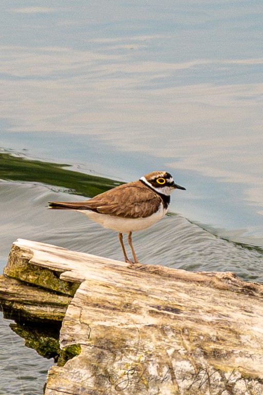 Little Ringed Plover - ML620213752