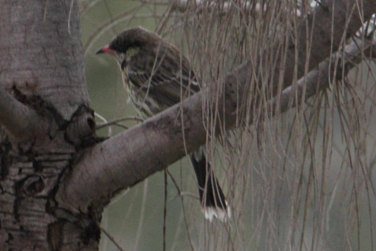 Spiny-cheeked Honeyeater - ML620213754