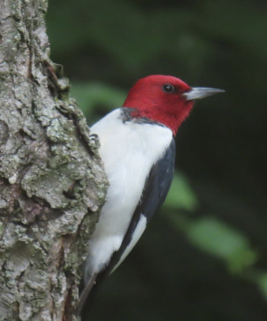 Red-headed Woodpecker - ML620213755