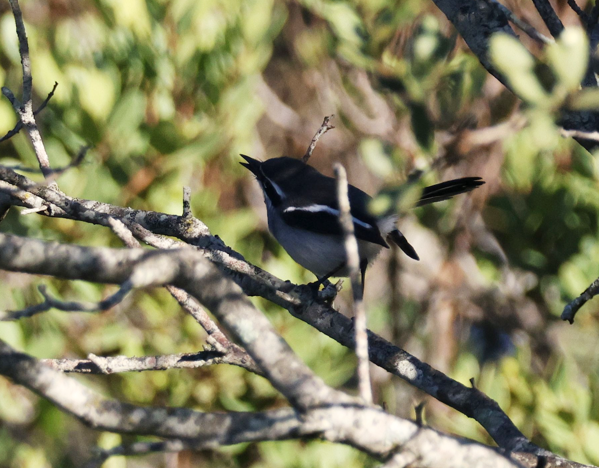 Fairy Flycatcher - ML620213757