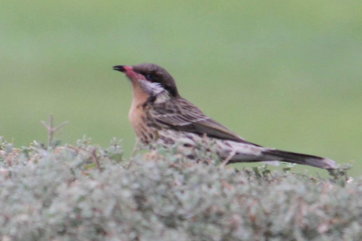 Spiny-cheeked Honeyeater - ML620213758