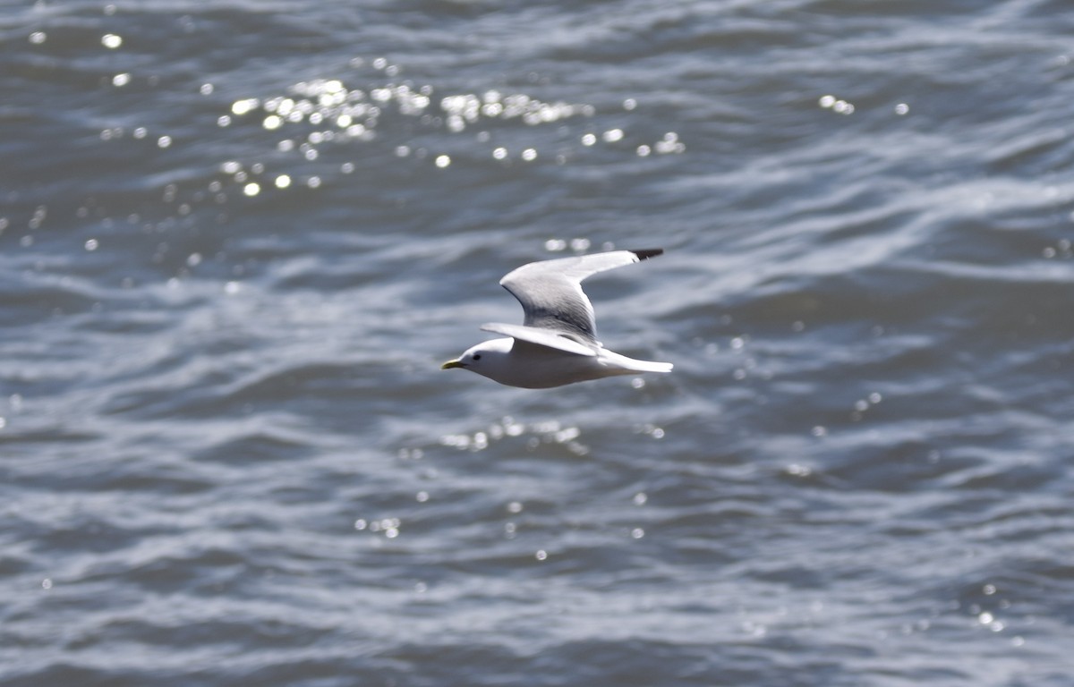 Black-legged Kittiwake - ML620213767