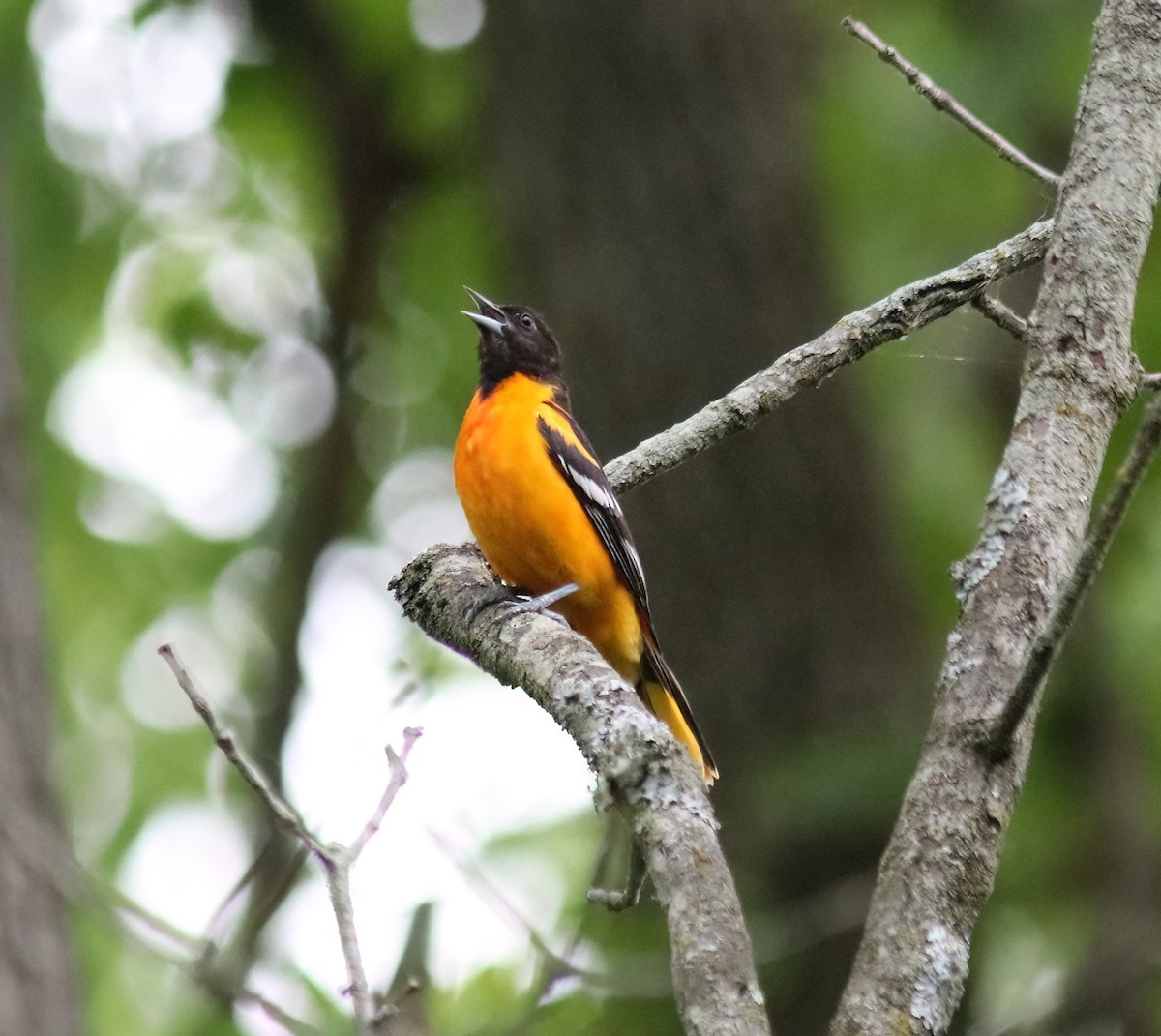 Oriole de Baltimore - ML620213773