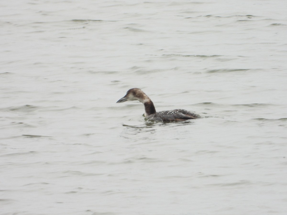 Common Loon - ML620213776