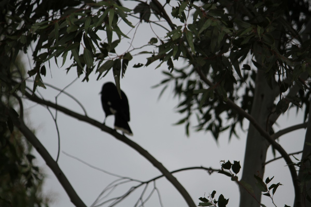 Pied Currawong - ML620213778