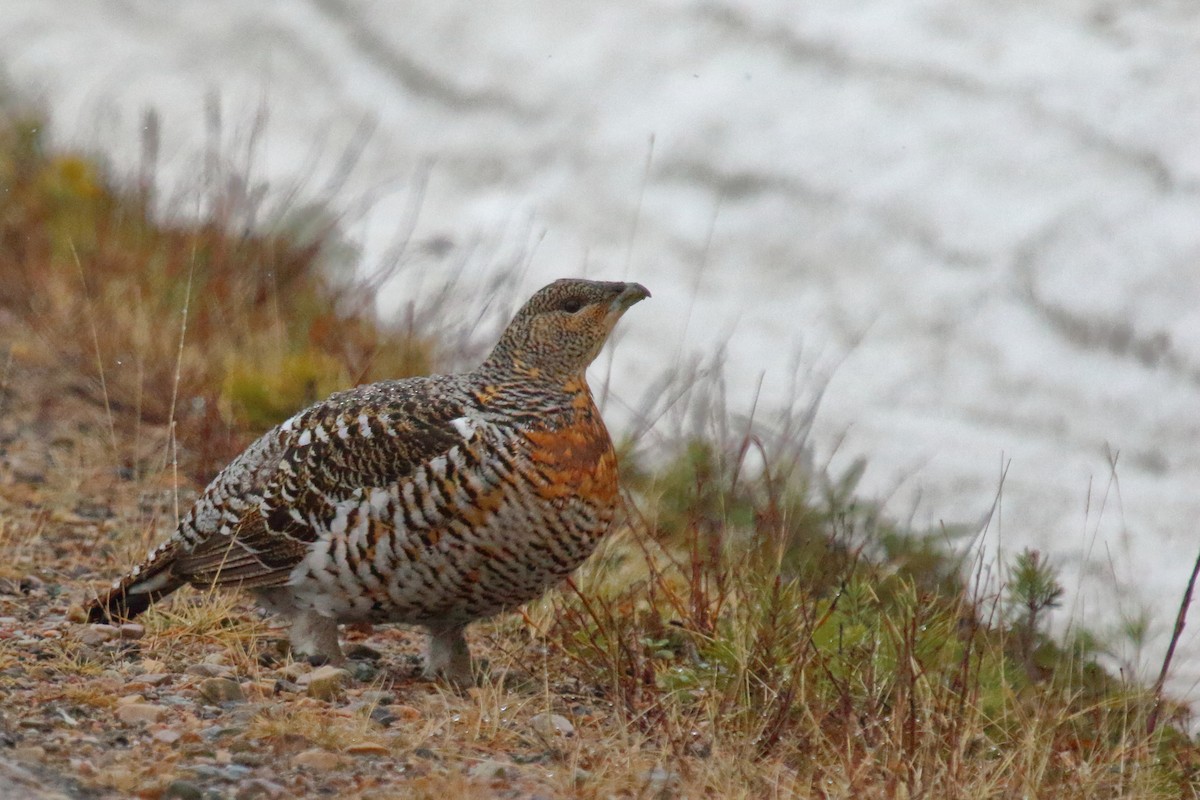 Western Capercaillie - ML620213780