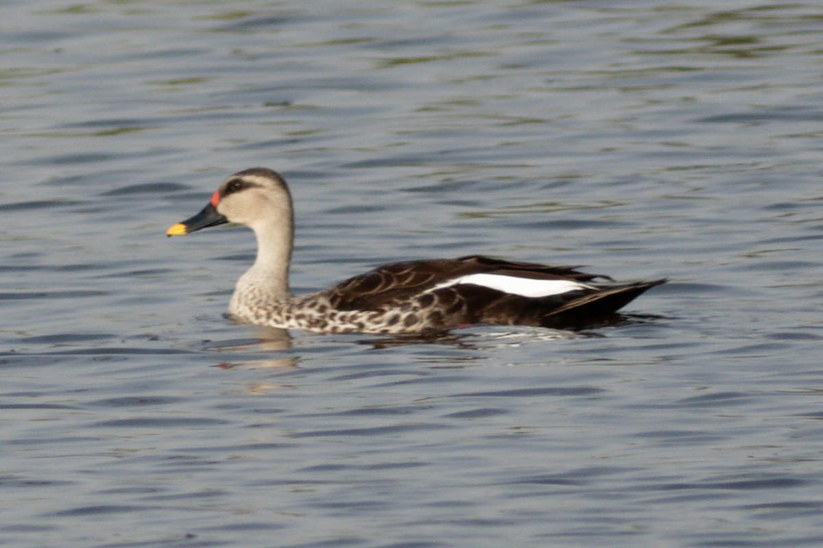Indian Spot-billed Duck - ML620213788