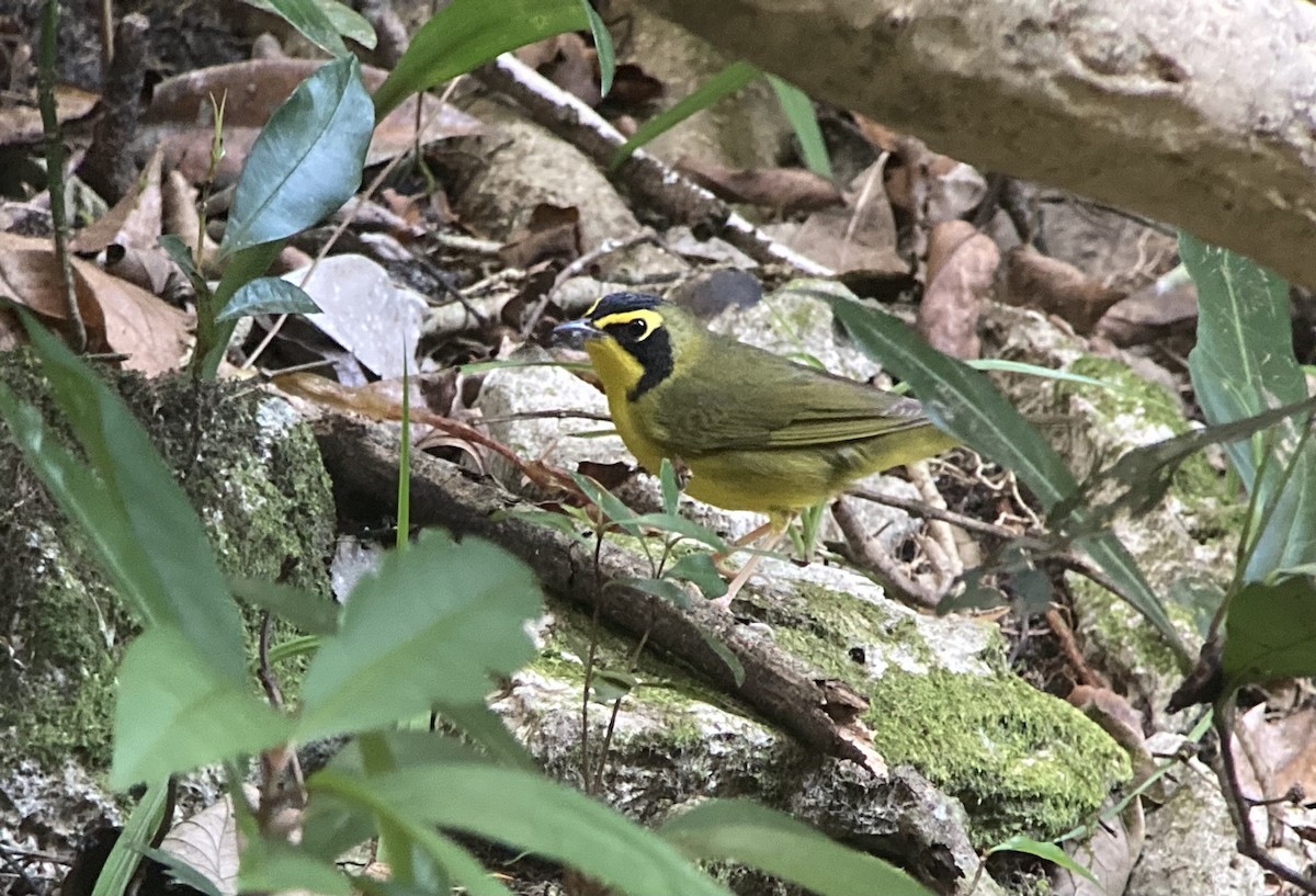 Kentucky Warbler - ML620213792