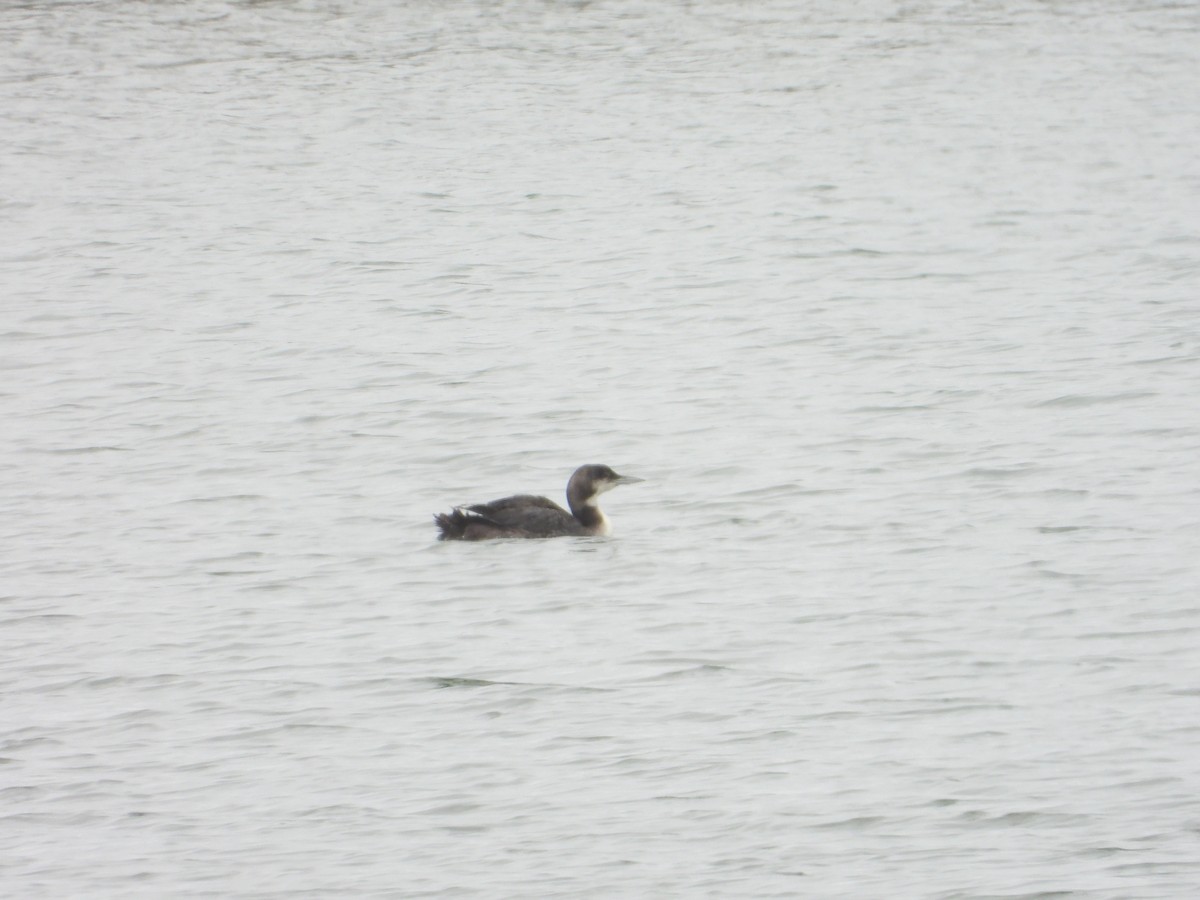 Common Loon - ML620213793