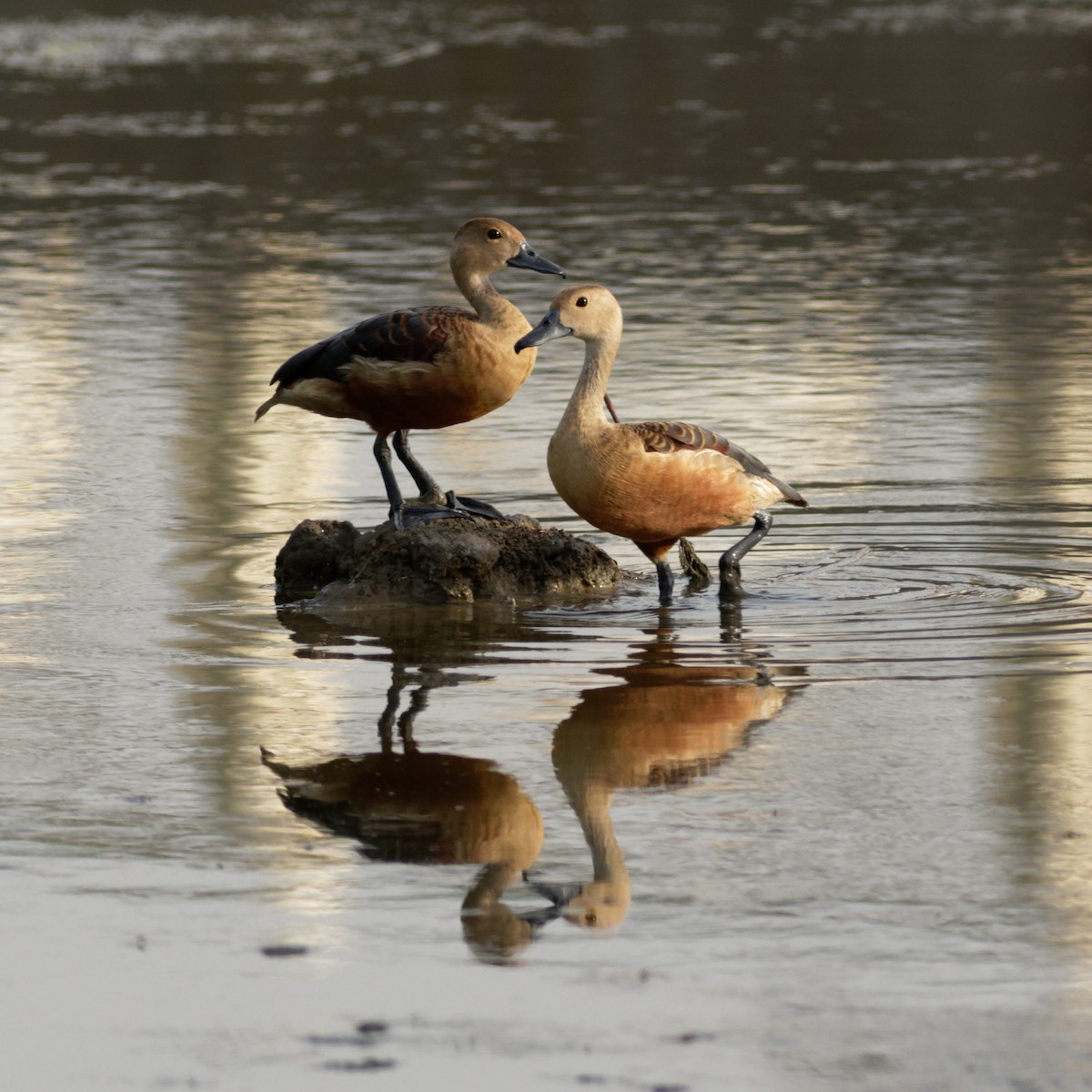 Dendrocygne siffleur - ML620213796