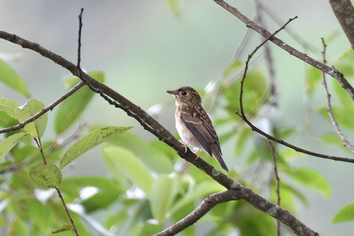 Brown-breasted Flycatcher - ML620213800