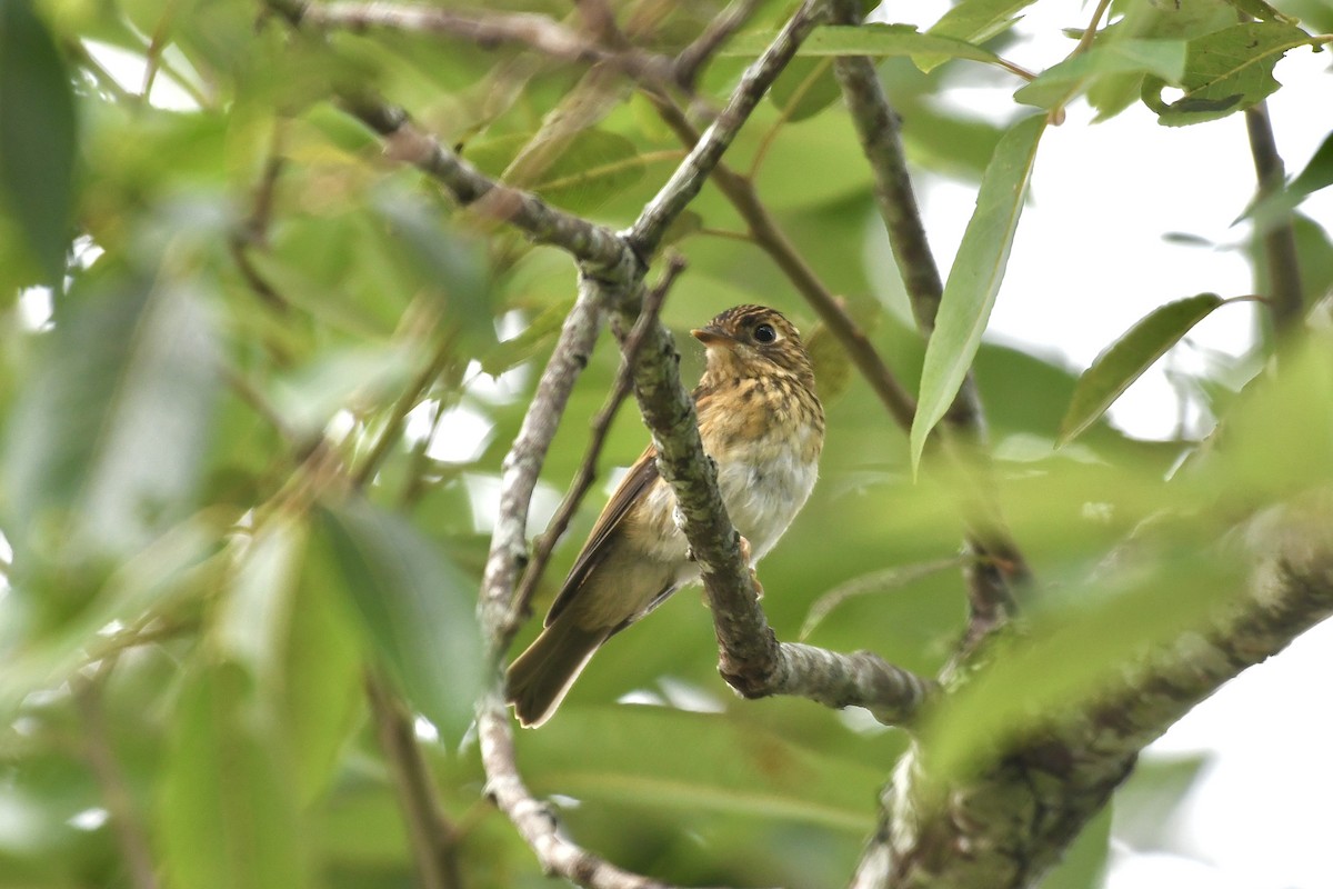 Brown-breasted Flycatcher - ML620213801