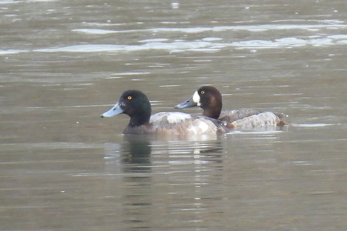 Greater Scaup - ML620213813