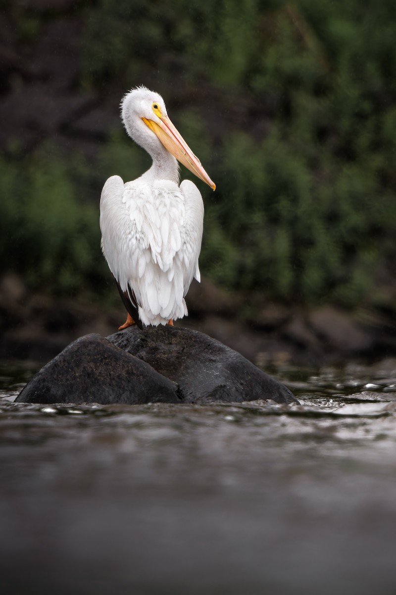 American White Pelican - ML620213819