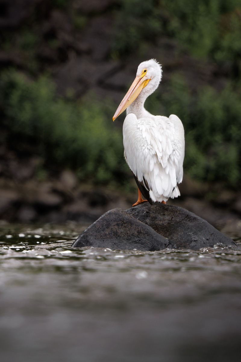 pelikán severoamerický - ML620213821