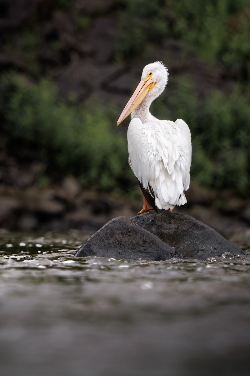 American White Pelican - ML620213821