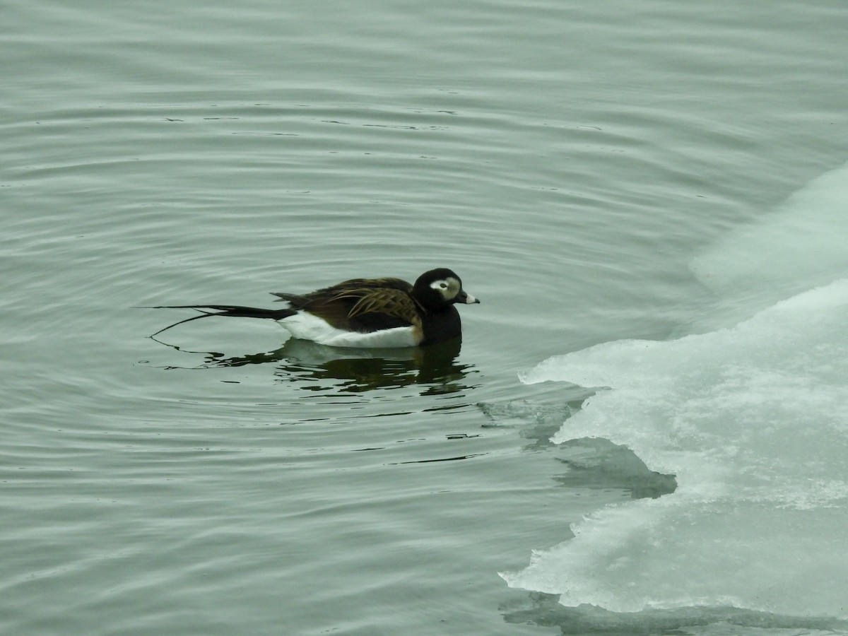 Long-tailed Duck - ML620213829