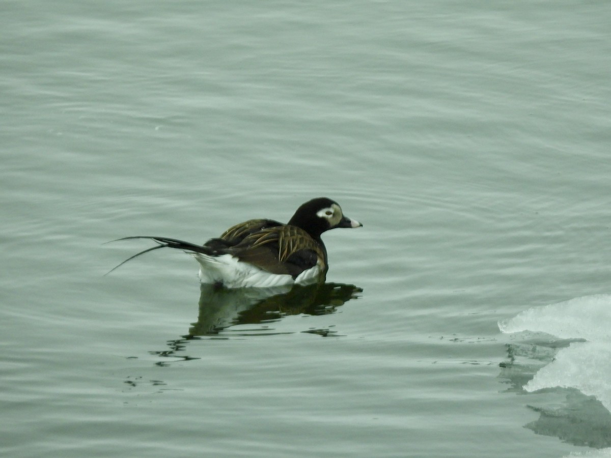 Long-tailed Duck - ML620213830