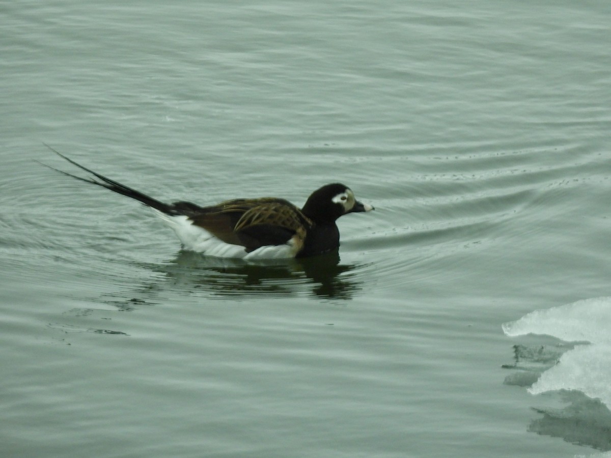 Long-tailed Duck - ML620213831