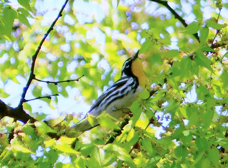 Yellow-throated Warbler (dominica/stoddardi) - ML620213832