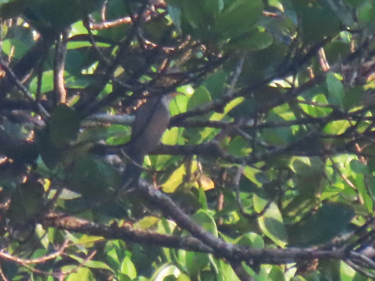 Pearly-breasted Cuckoo - ML620213849