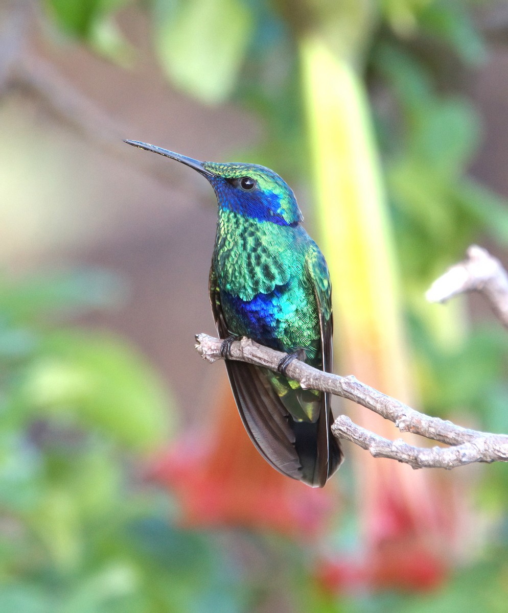 kolibřík modrolící - ML620213851