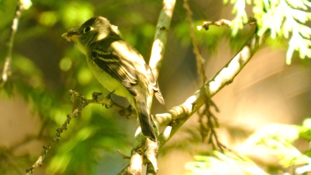 Western Flycatcher - ML620213857