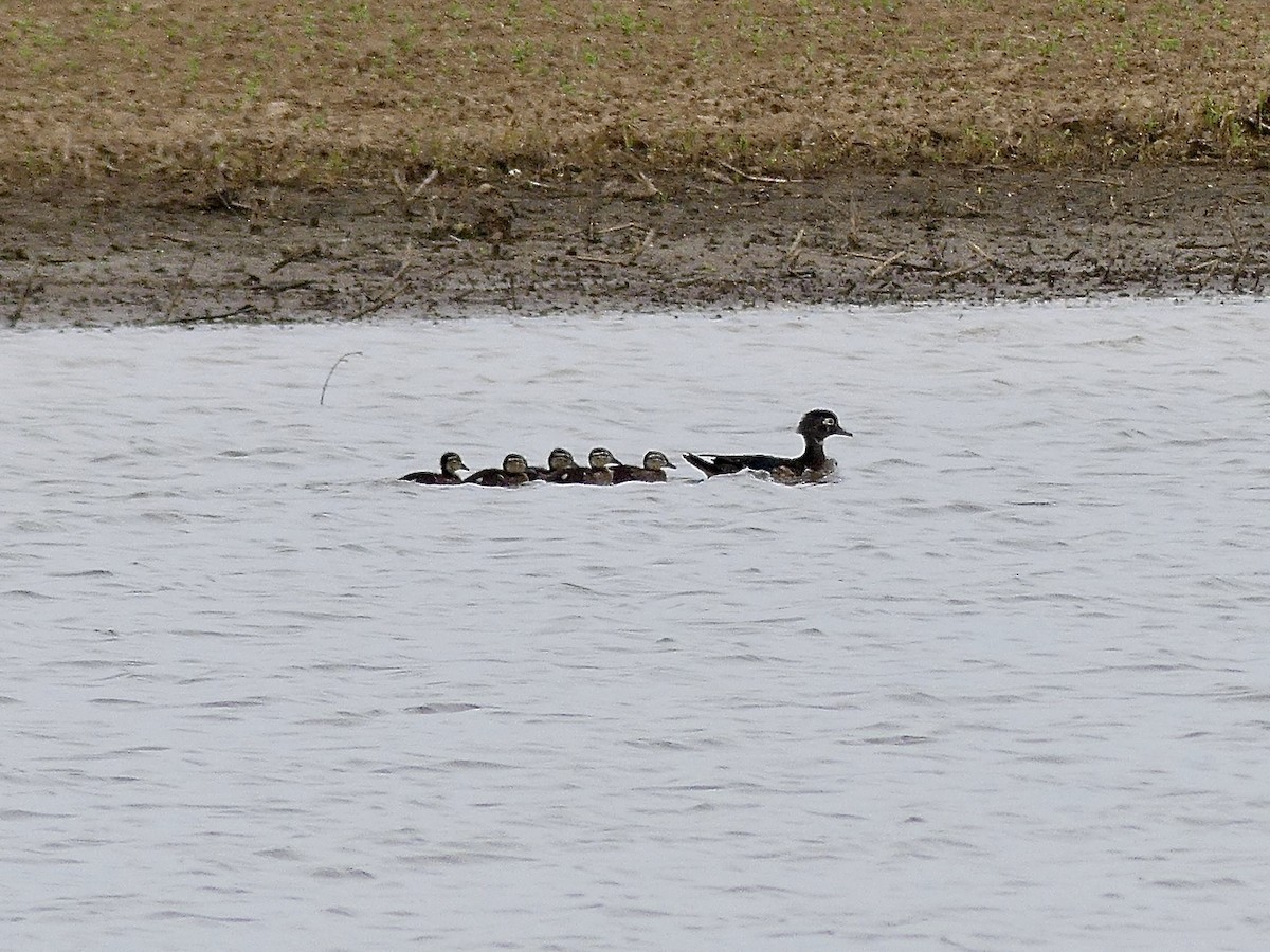 Wood Duck - ML620213864