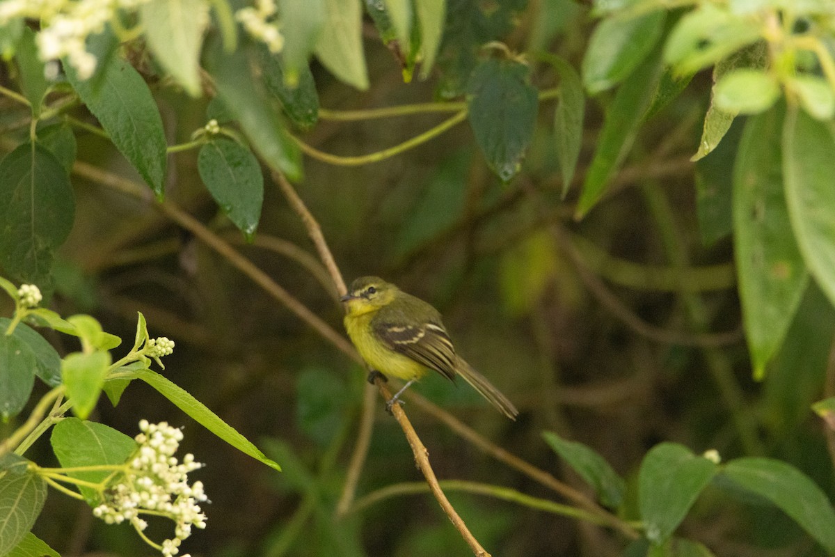 Yellow Tyrannulet - ML620213866