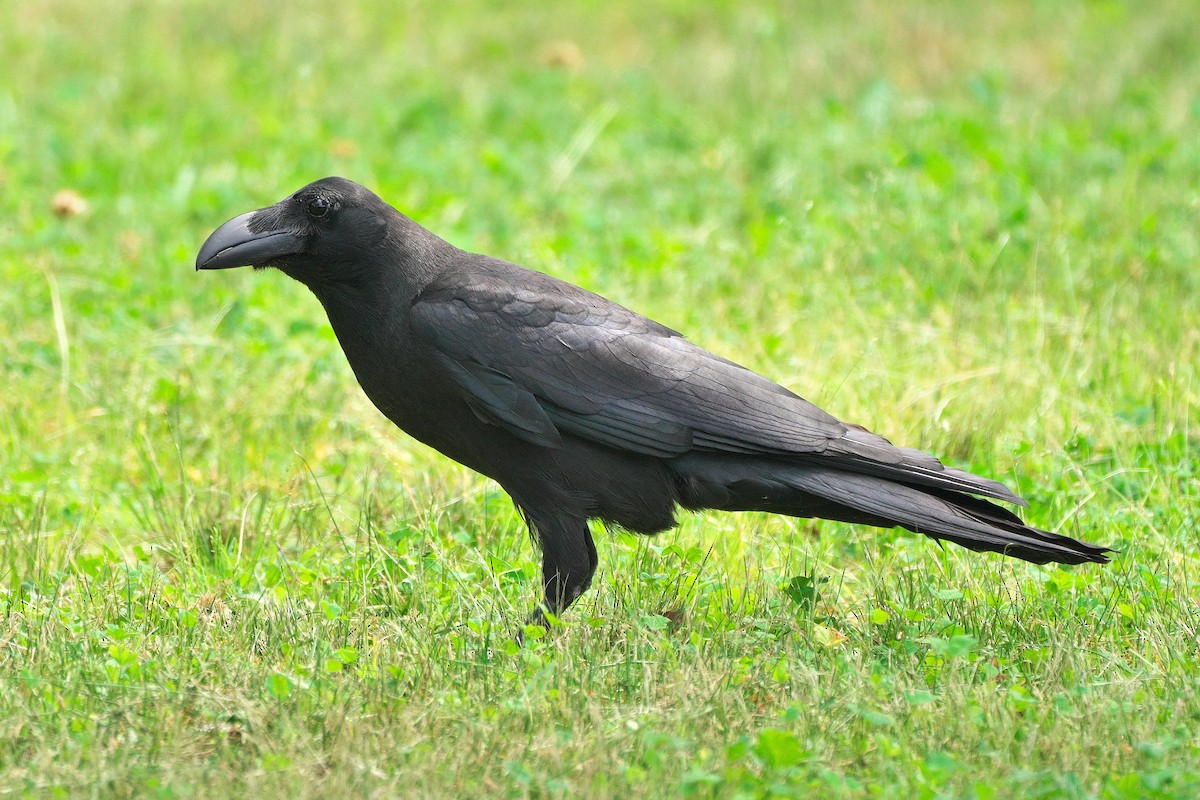 Large-billed Crow - ML620213880