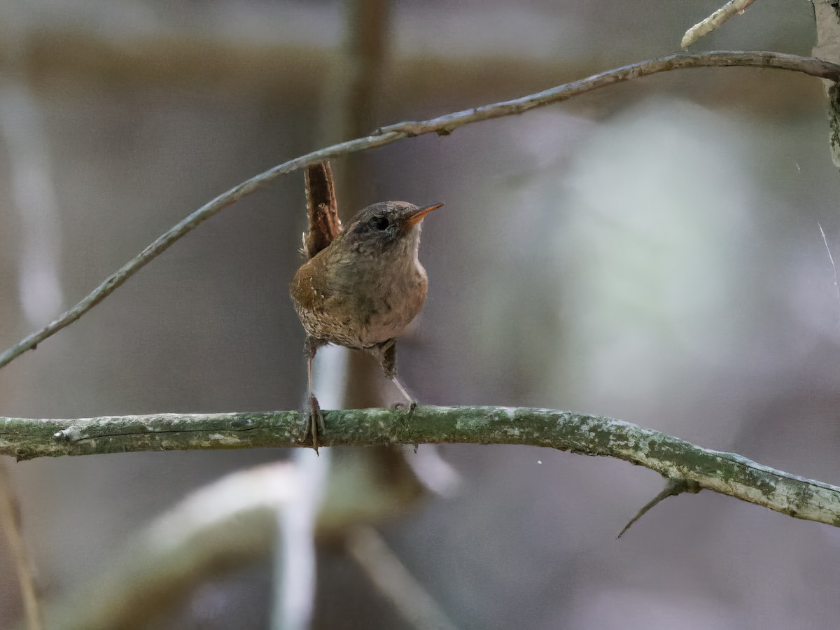 Winter Wren - ML620213891