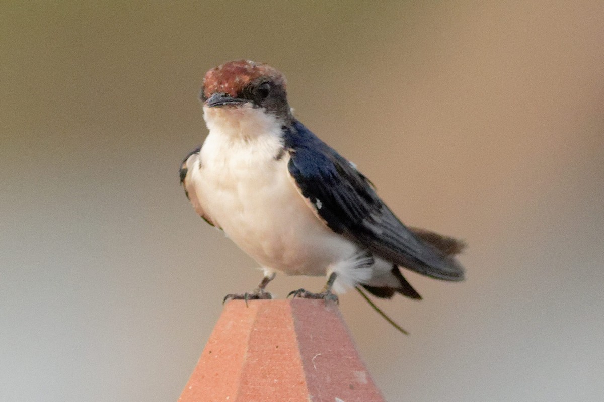 Wire-tailed Swallow - ML620213915