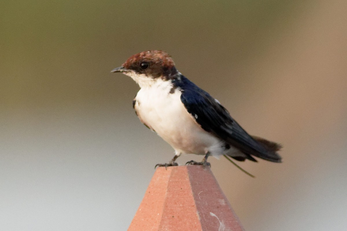 Wire-tailed Swallow - ML620213916