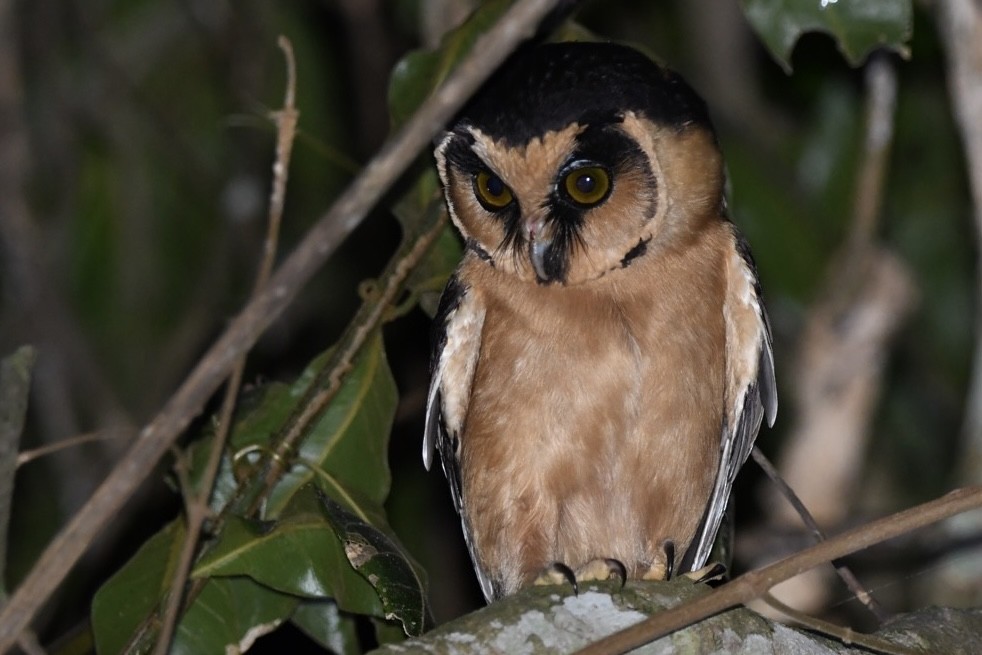 Buff-fronted Owl - ML620213926
