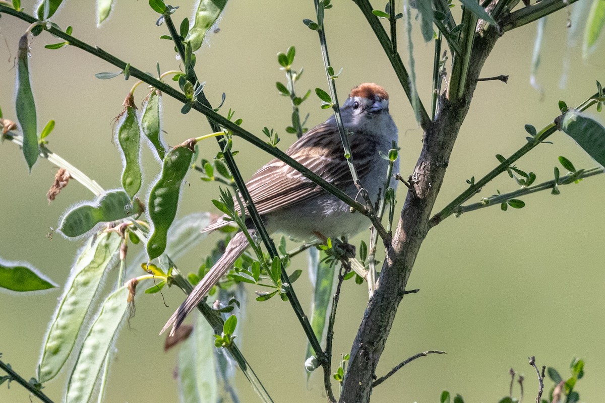 Chipping Sparrow - ML620213927