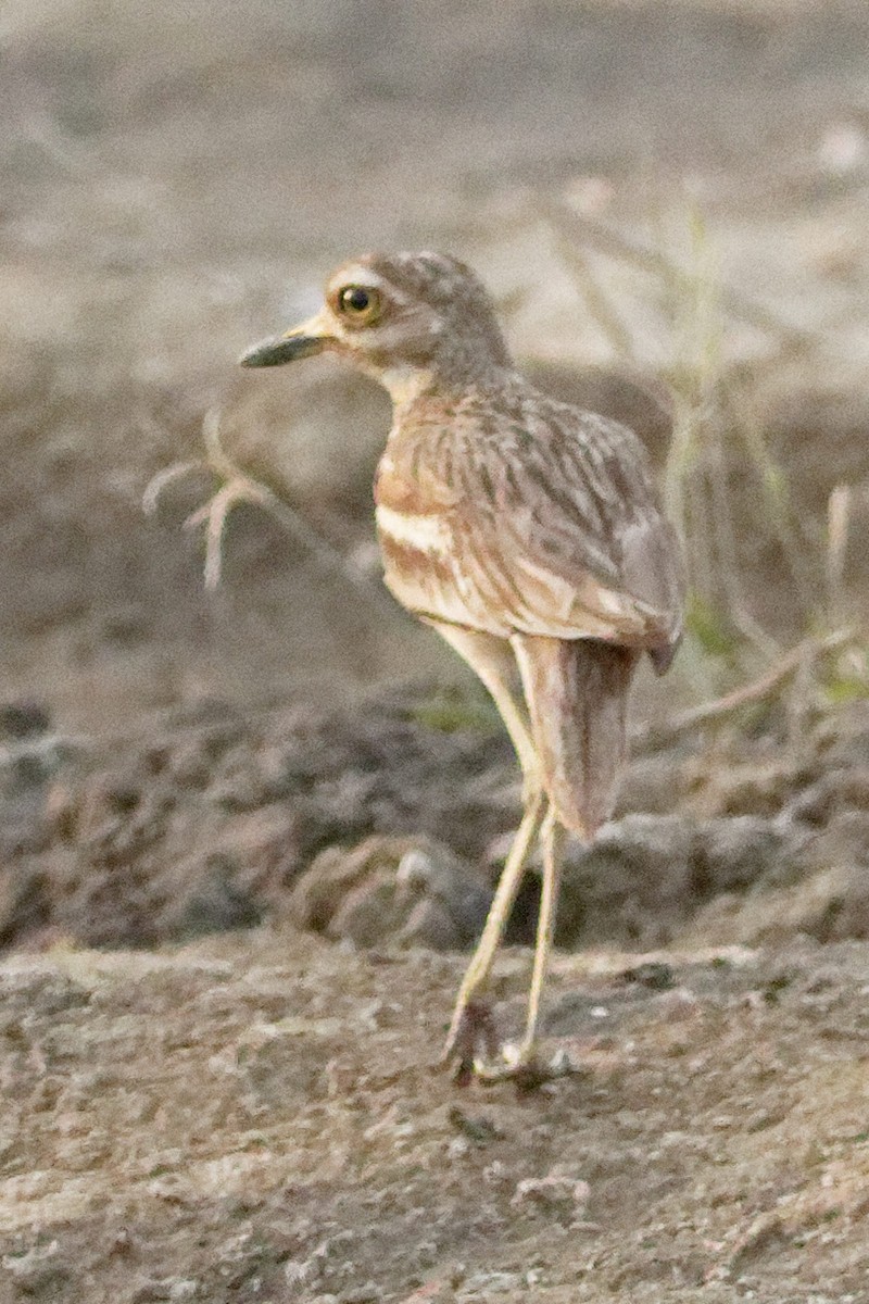 Indian Thick-knee - ML620213930