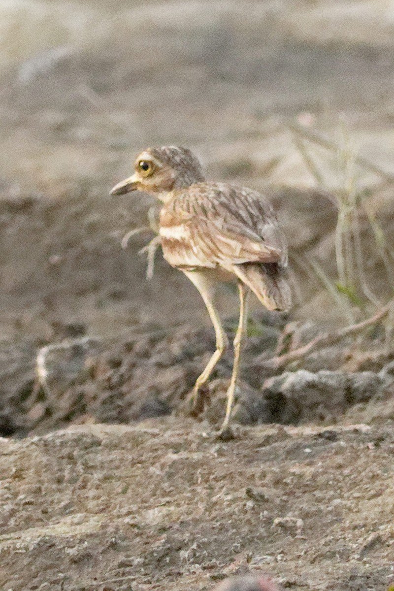 Indian Thick-knee - ML620213931