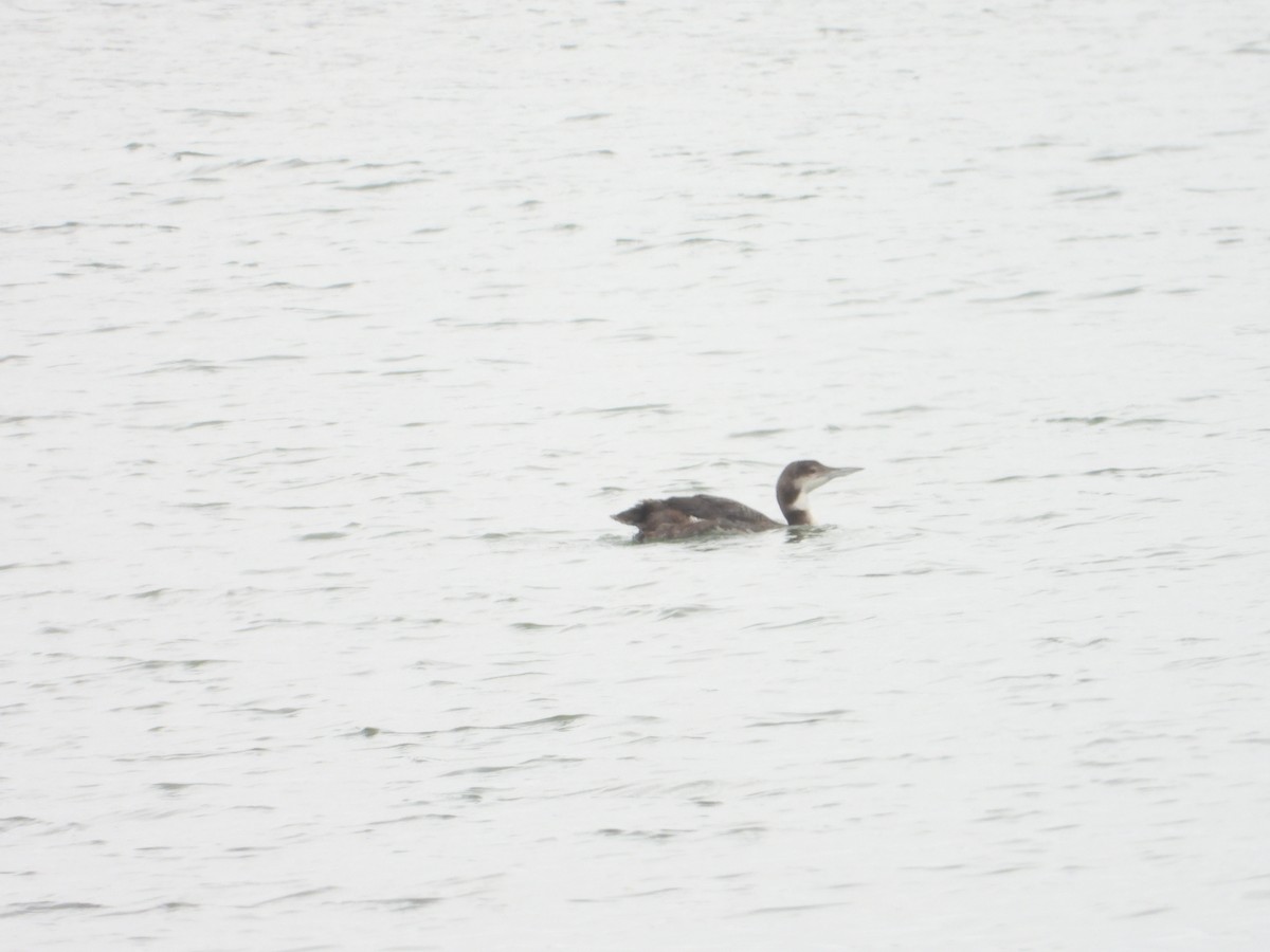 Common Loon - ML620213941