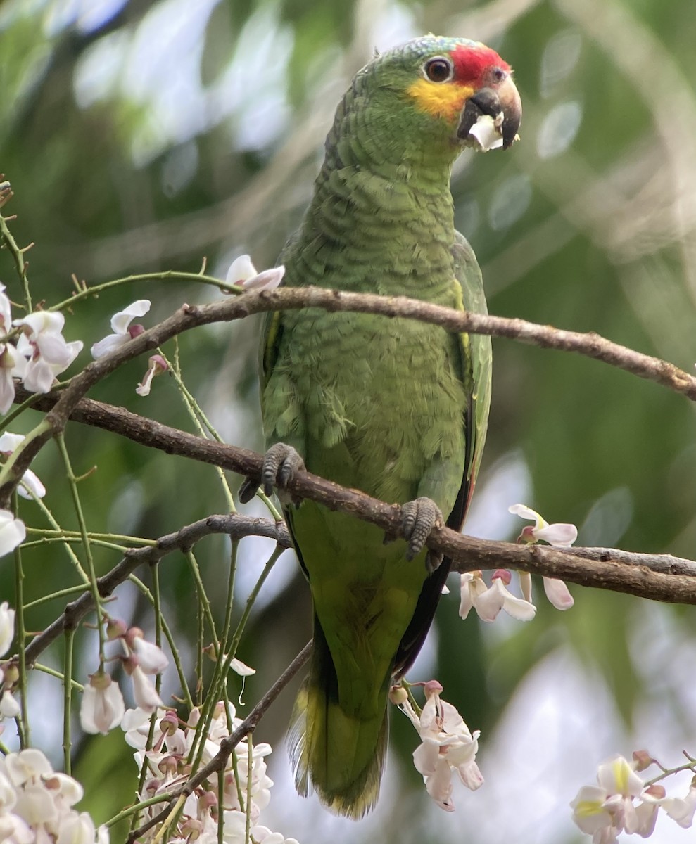 Red-lored Parrot - ML620213946
