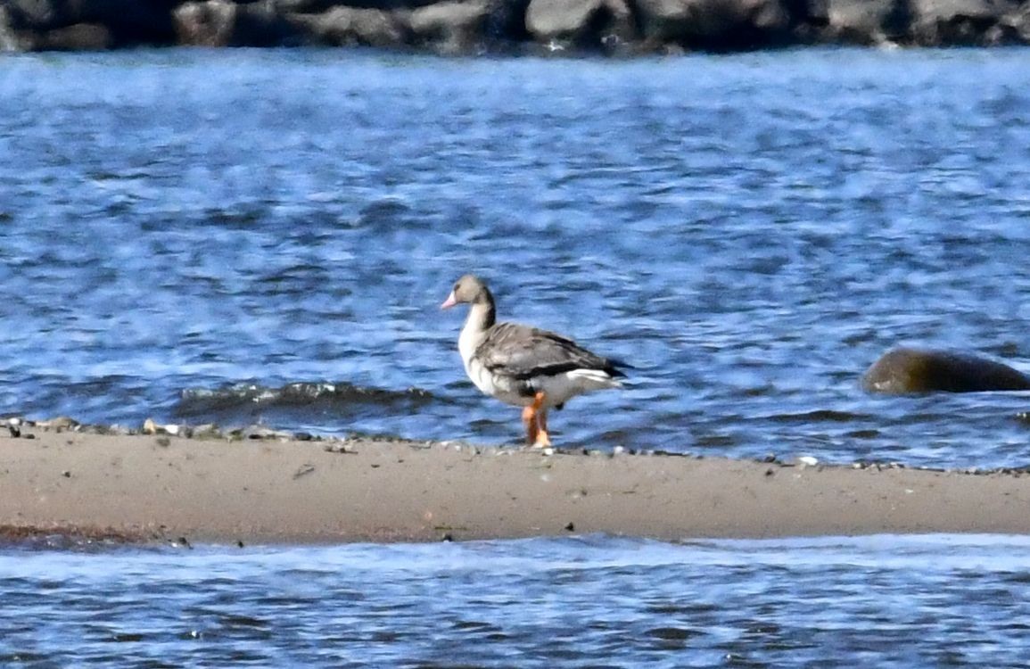 Greater White-fronted Goose - ML620213949