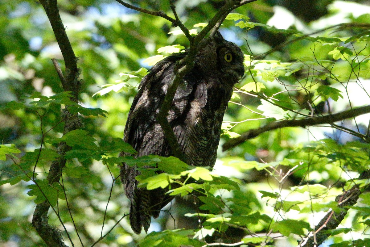 Great Horned Owl - ML620213956