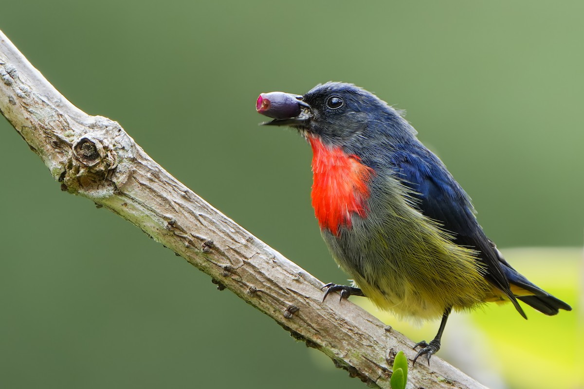 Black-sided Flowerpecker - ML620213964