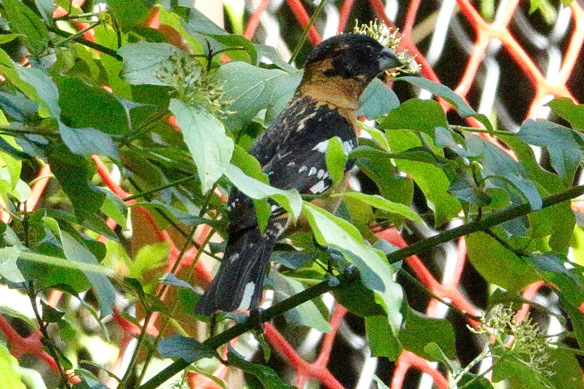 Black-headed Grosbeak - ML620213973