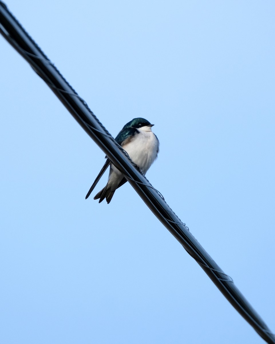 Tree Swallow - ML620213975
