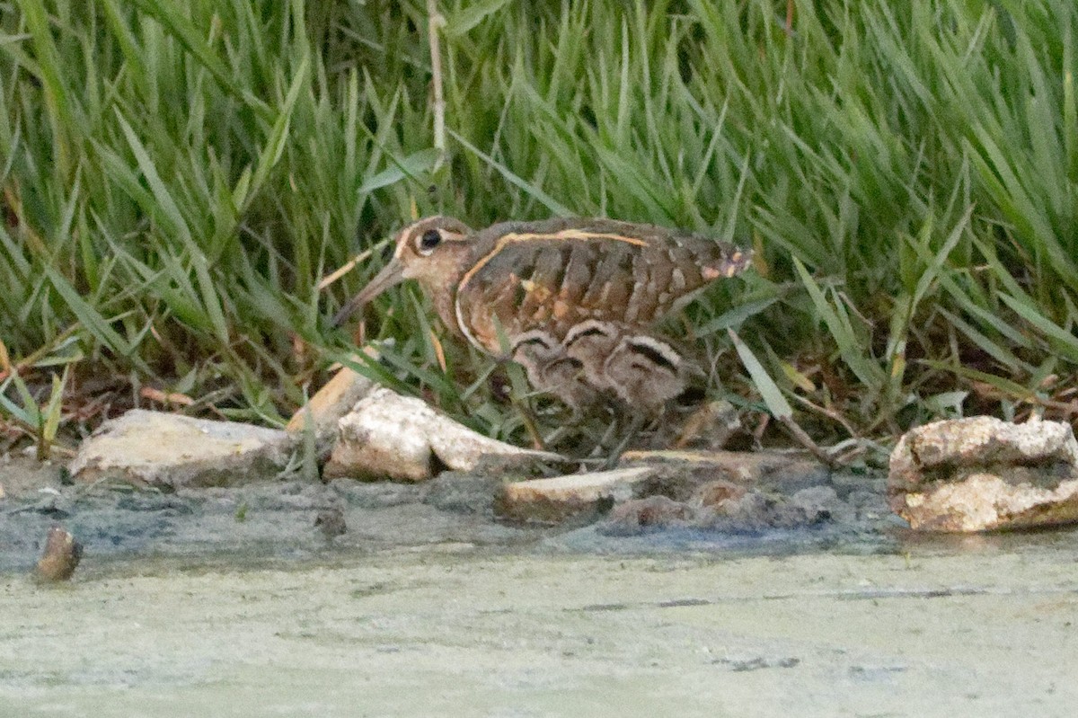 Greater Painted-Snipe - ML620213988