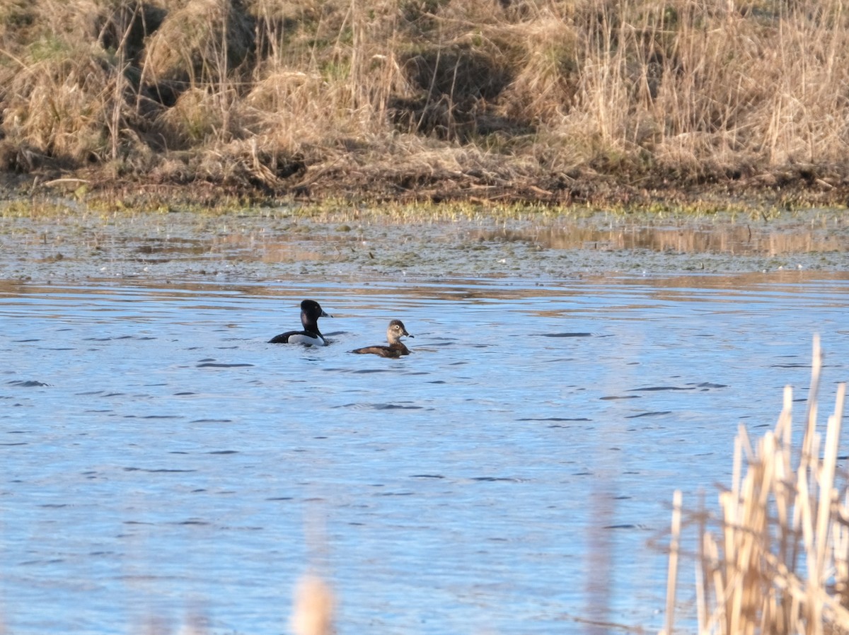 Ring-necked Duck - ML620213989