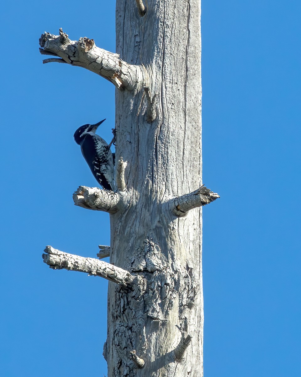 Black-backed Woodpecker - ML620214006