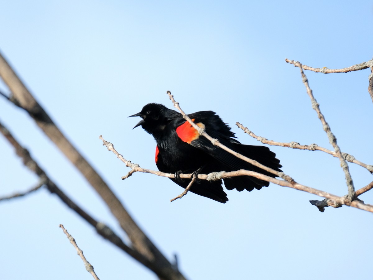 Red-winged Blackbird - ML620214008
