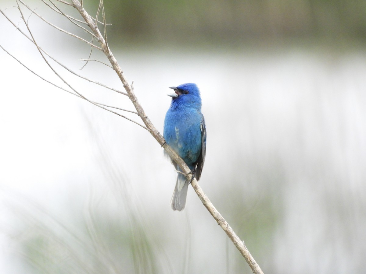 Indigo Bunting - ML620214015