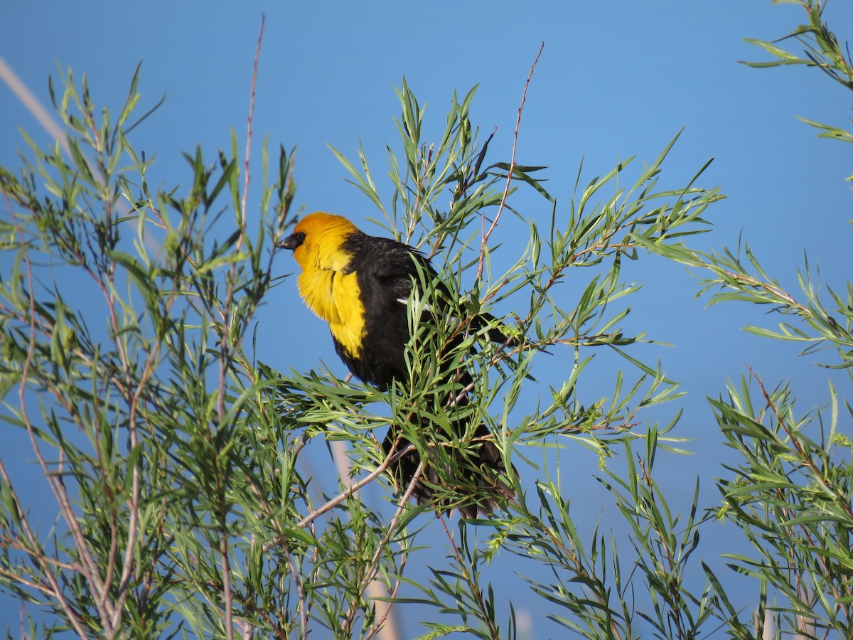 Yellow-headed Blackbird - ML620214017